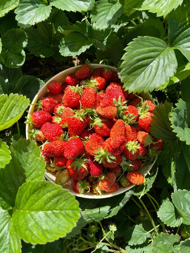 Подкормки хорошо влияют на урожай / Фото Pinterest