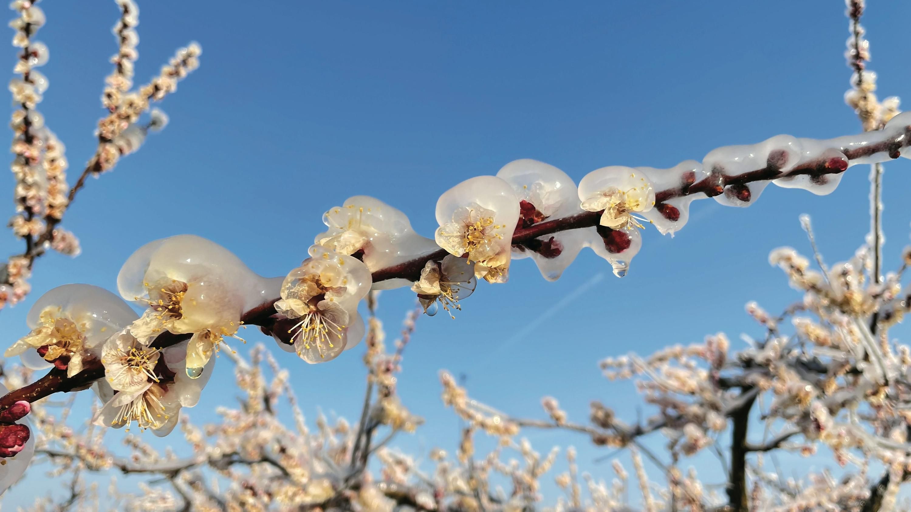 Незначне похолодання в Україні буде на початку квітня