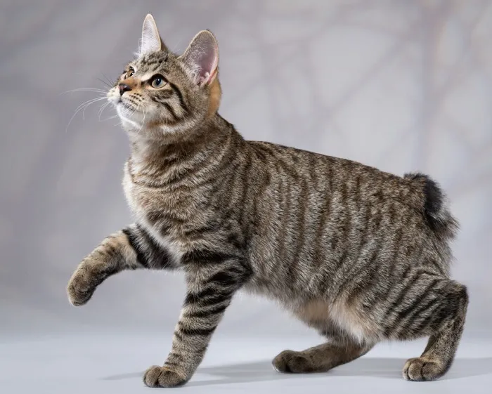 Американський бобтейл