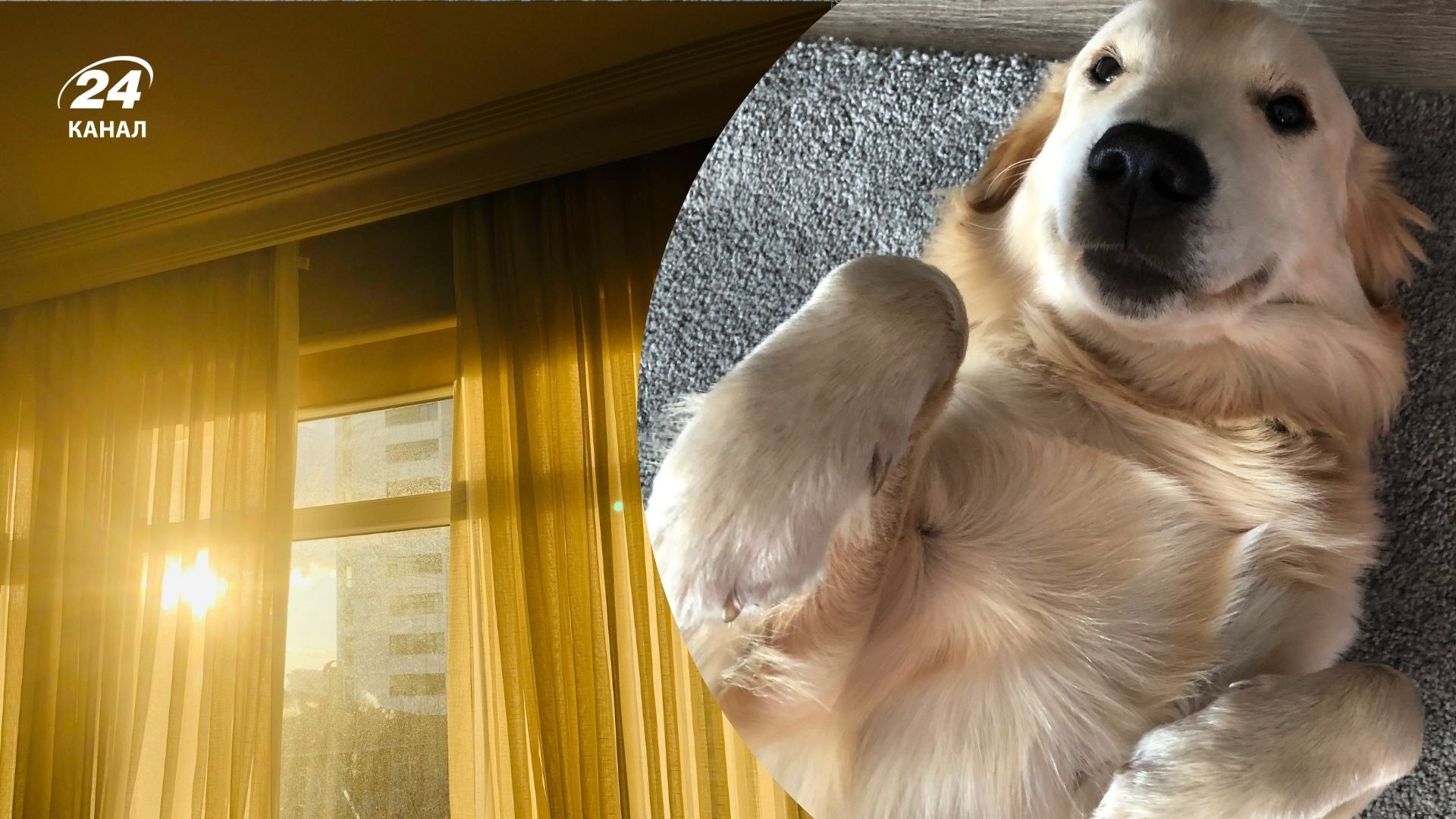 Почему ваша собака постоянно ищет солнце