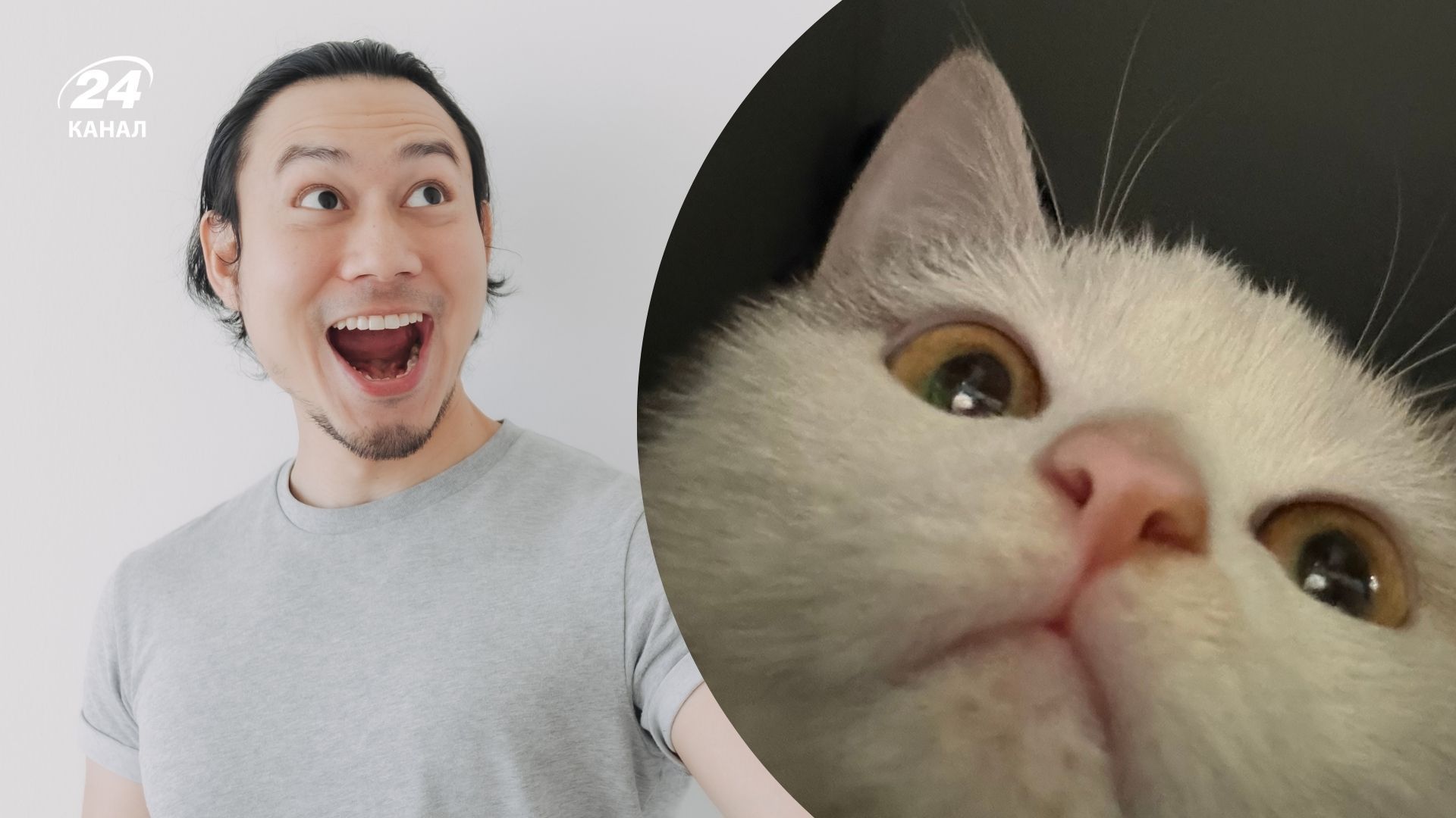 Чому кіт постійно вимагає уваги Чому кіт постійно вимагає уваги