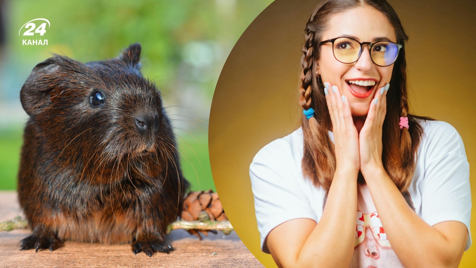 Ветеринари розповіли, чому морські свинки раптово підстрибують Ветеринари розповіли, чому морські свинки раптово підстрибують