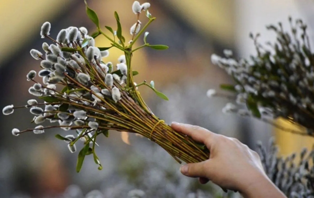 Вербові гілки