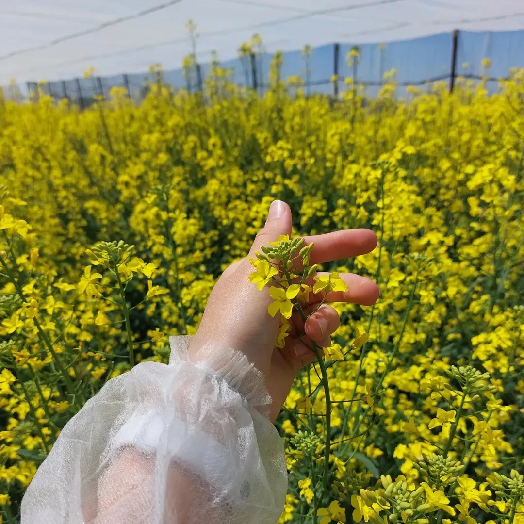 ріпак ріпак