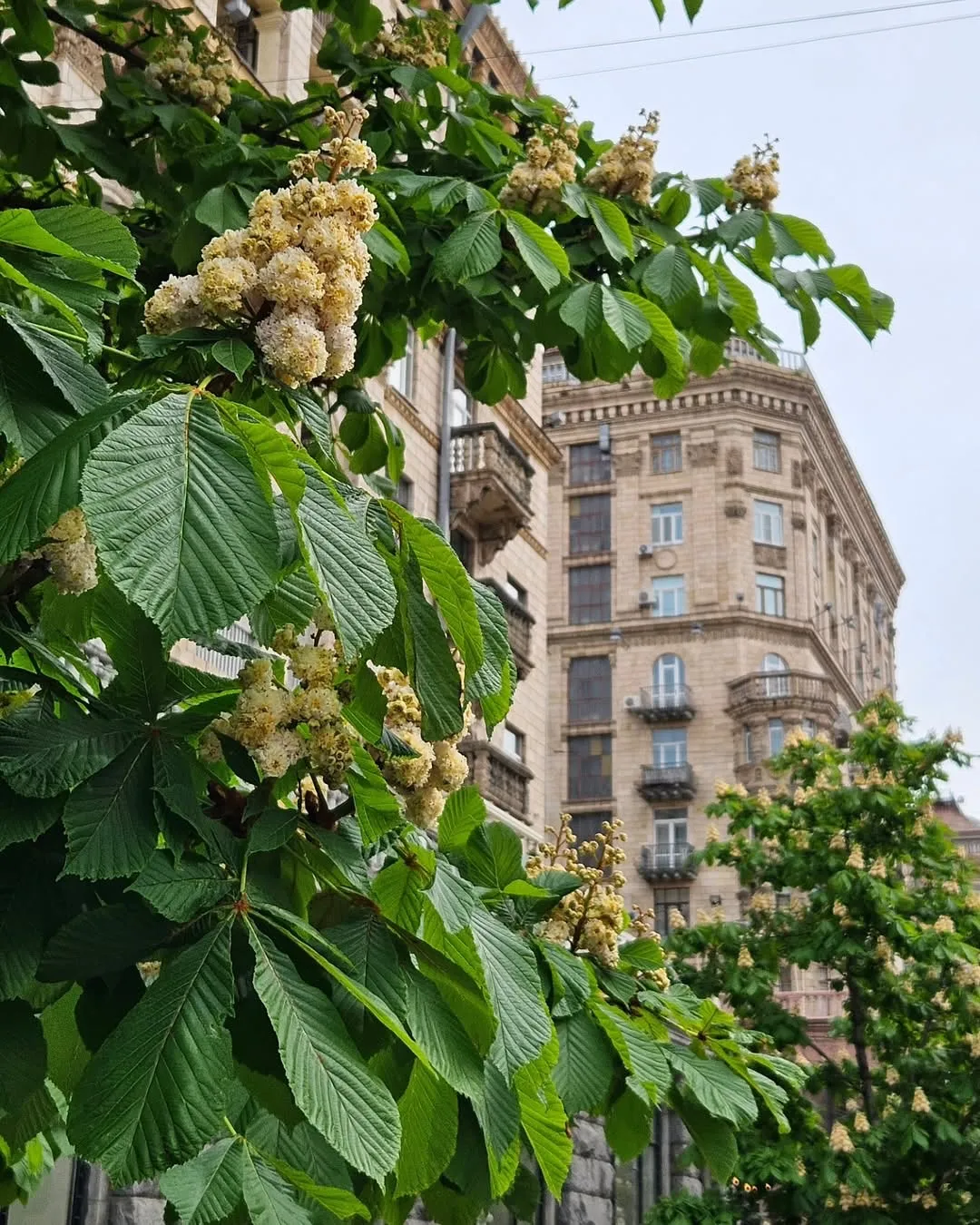 каштани каштани