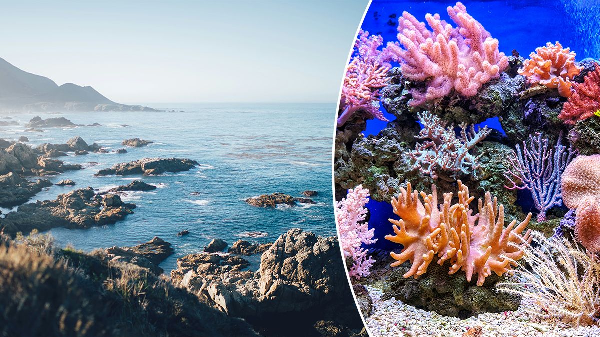 Сбой экосистемы в Панамском заливе – причины остановки и влияние на местную жизнь Сбой экосистемы в Панамском заливе – причины остановки и влияние на местную жизнь