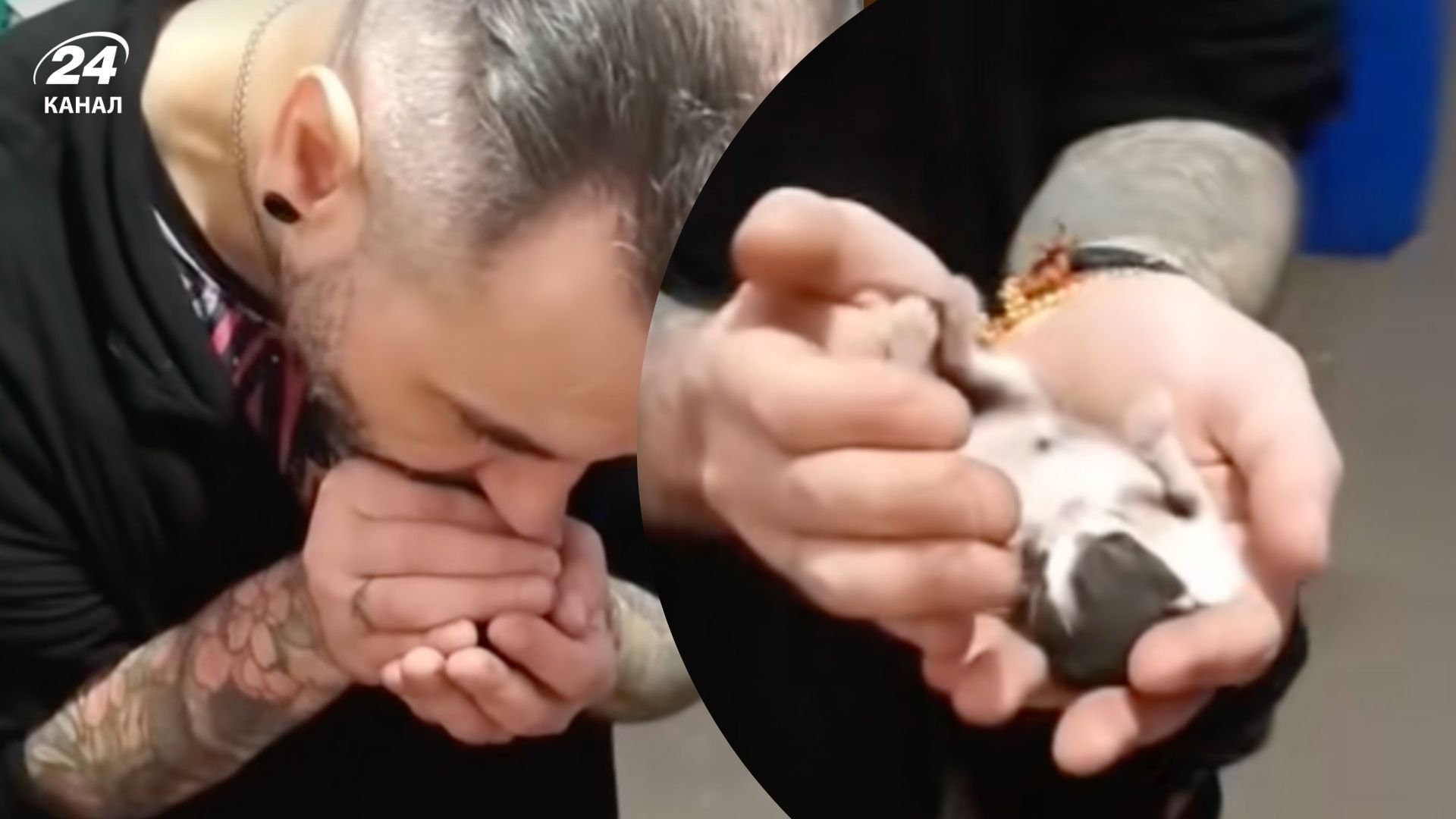 Котенок ожил после реанимации