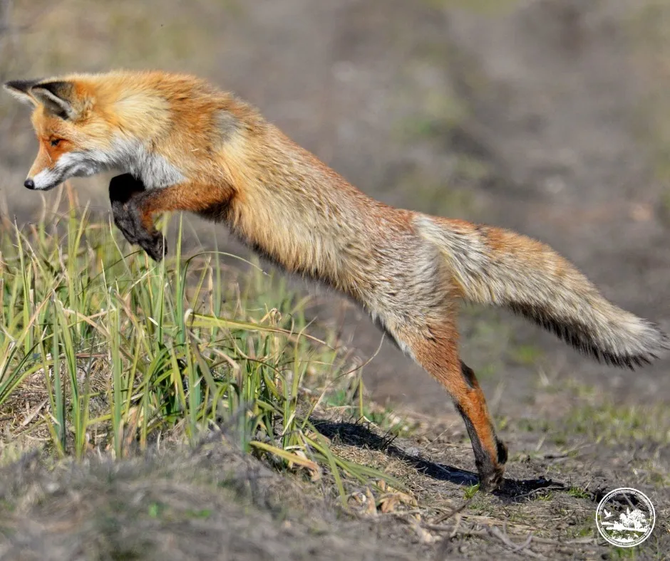 Лиса охота Чернобыльский Радиационно-экологический Биосферный Заповедник животные