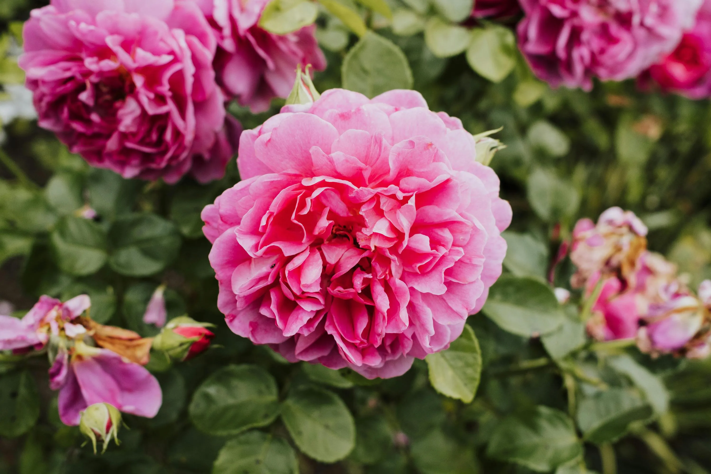 Домашні добрива для троянд, які легко зробити / Фото Pexels