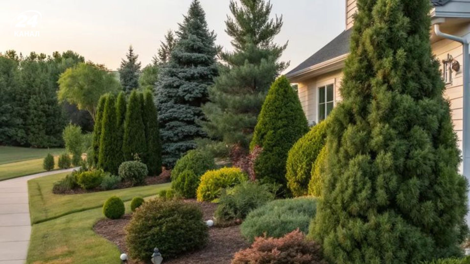 Хвойные деревья можно безопасно высаживать возле дома Хвойные деревья можно безопасно высаживать возле дома