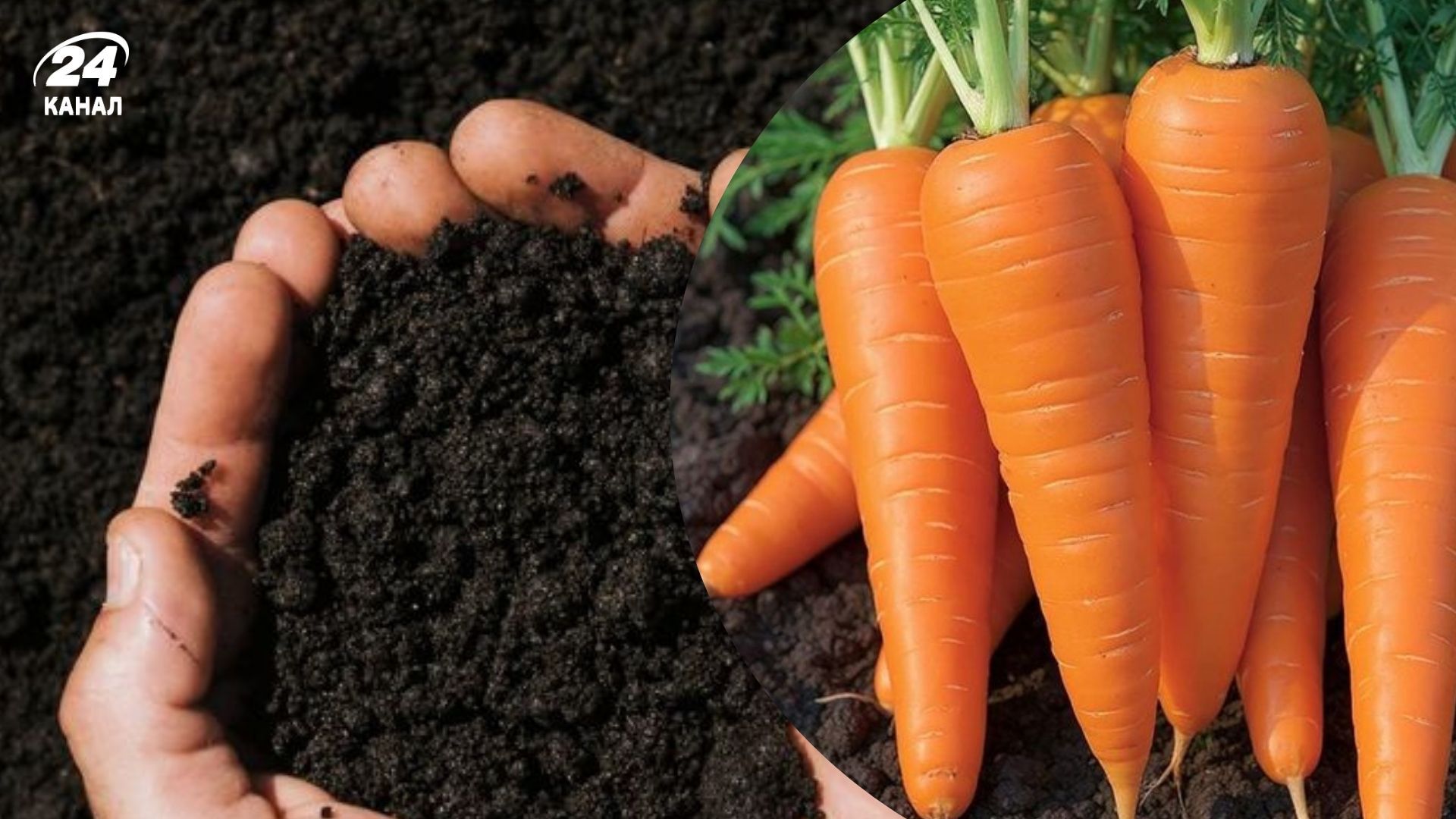 Морковь вырастет крупной и ровной, если при посеве добавить нужные примеси в почву Морковь вырастет крупной и ровной, если при посеве добавить нужные примеси в почву