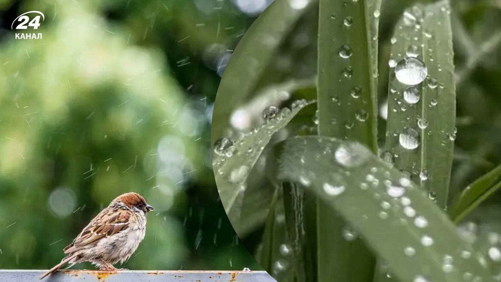 1 апреля местами будет дождливая погода 1 апреля местами будет дождливая погода
