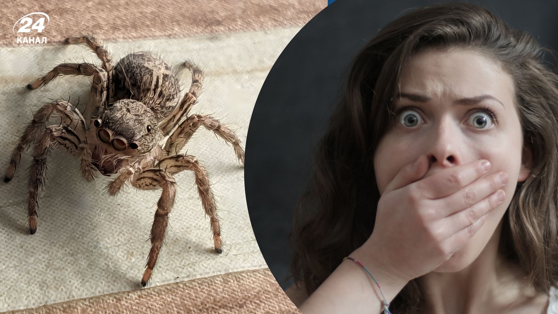 Українців попередили про небезпечних павуків