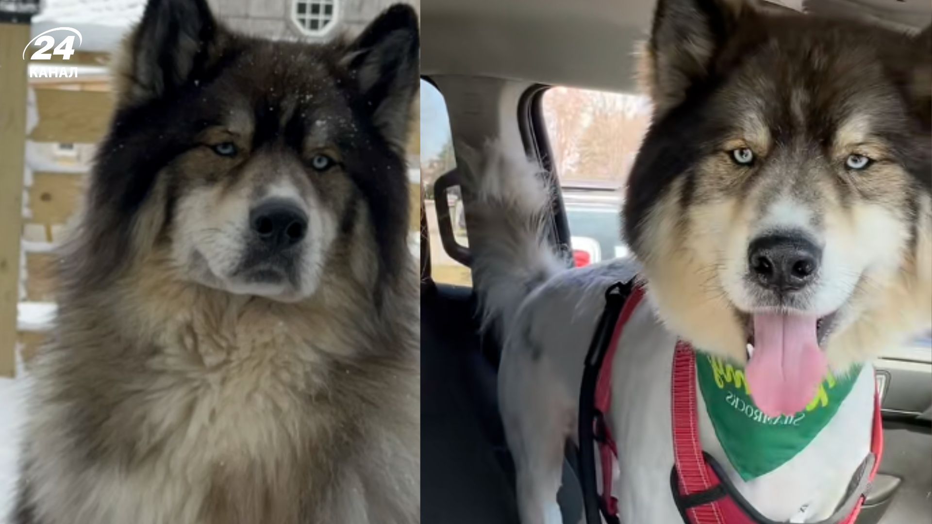 Жінка здивувалася, коли побачила свого собаку після грумінгу Жінка здивувалася, коли побачила свого собаку після грумінгу