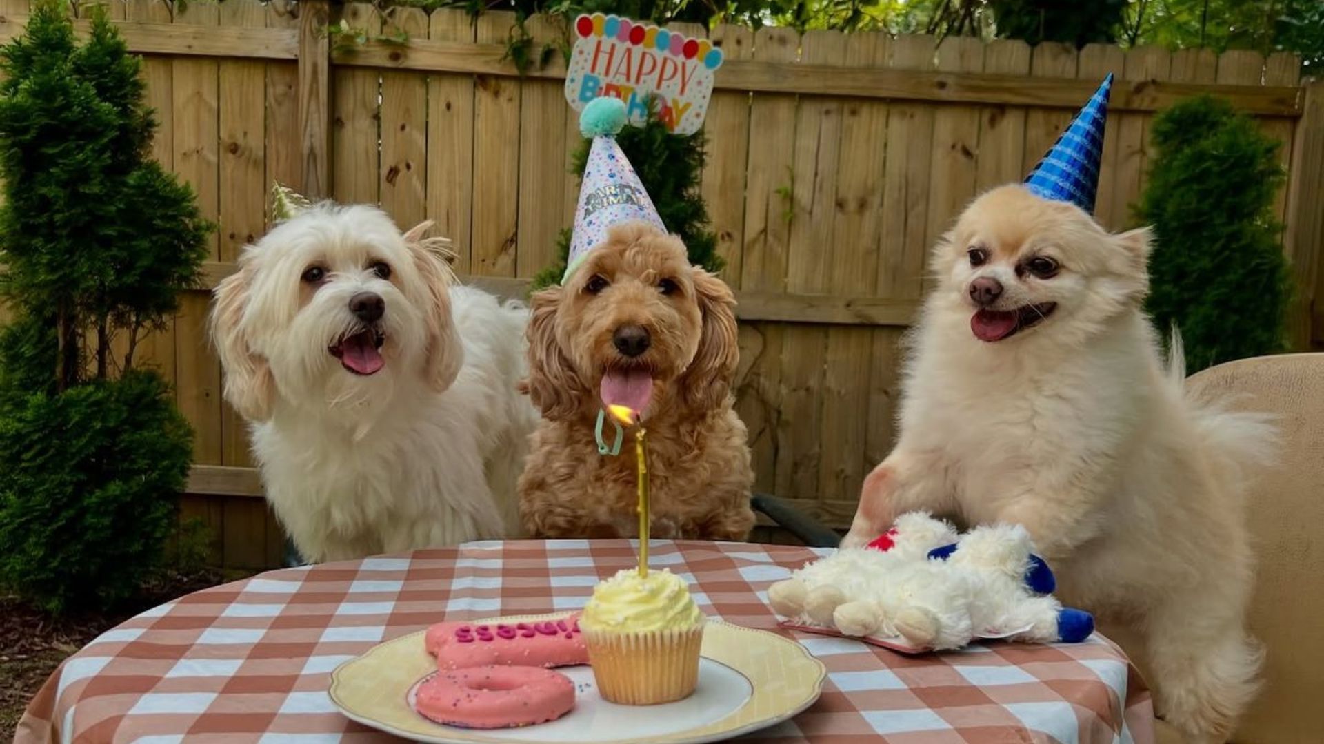 Как определить точный возраст собаки