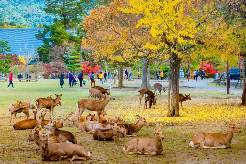 Парк Нара / фото Japan Travel Guide Парк Нара / фото Japan Travel Guide