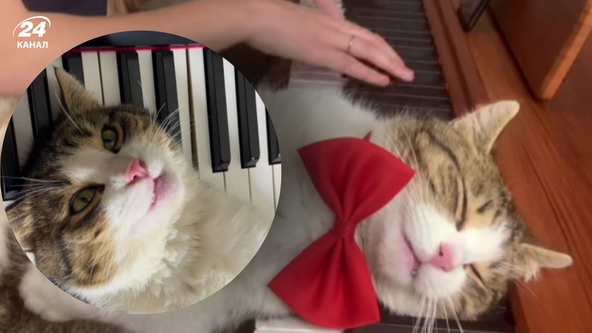 Кіт Златко - справжній поціновувач класичної музики Кіт Златко - справжній поціновувач класичної музики