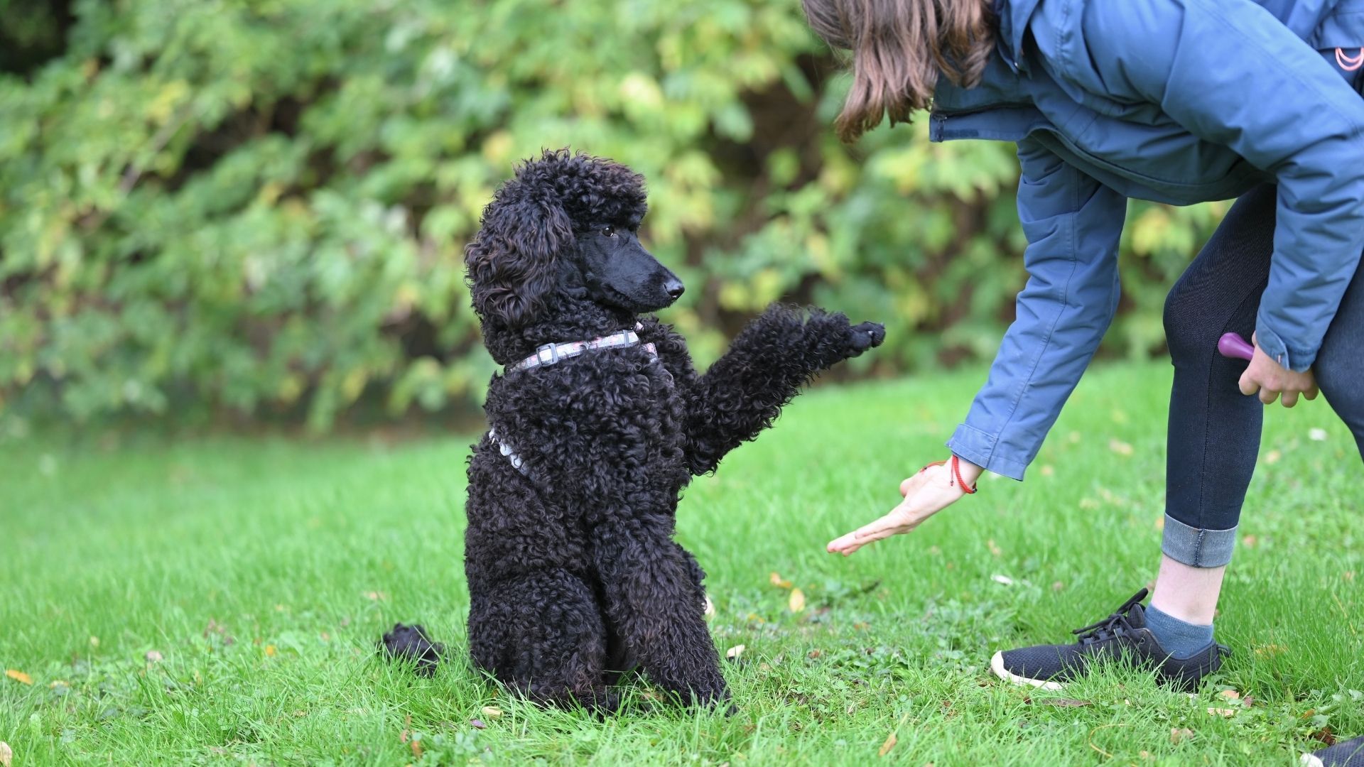 Як правильно давати команди собаці Як правильно давати команди собаці