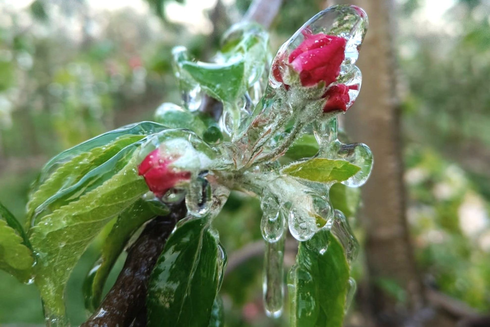Морозы бьют по садам ЕС Морозы бьют по садам ЕС