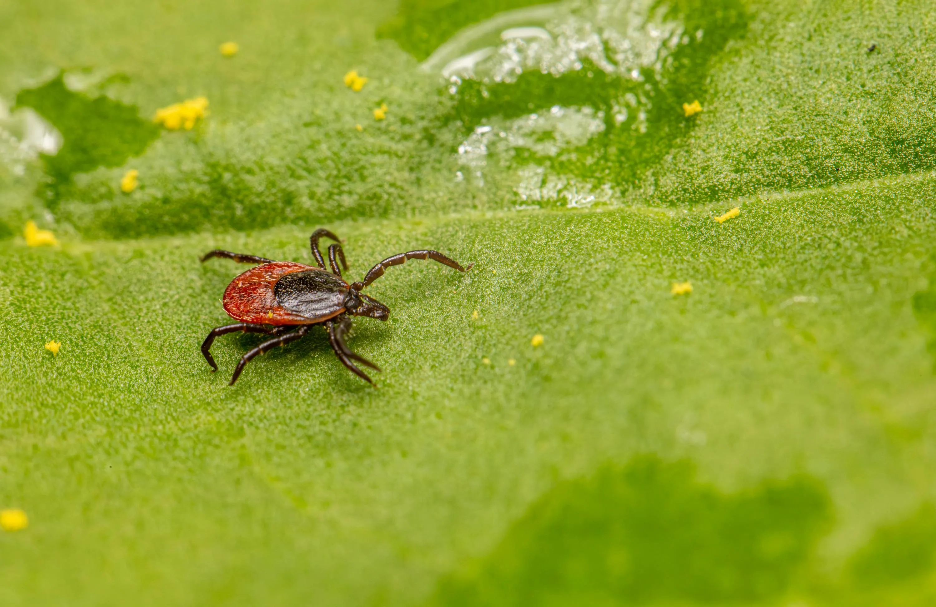 Є простий спосіб відлякування кліщів / Фото Pexels