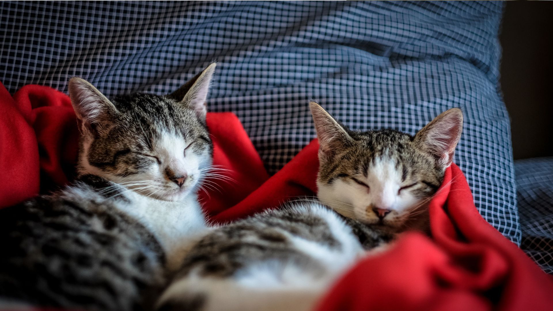 7 типових положень для сну котів і що вони насправді означають