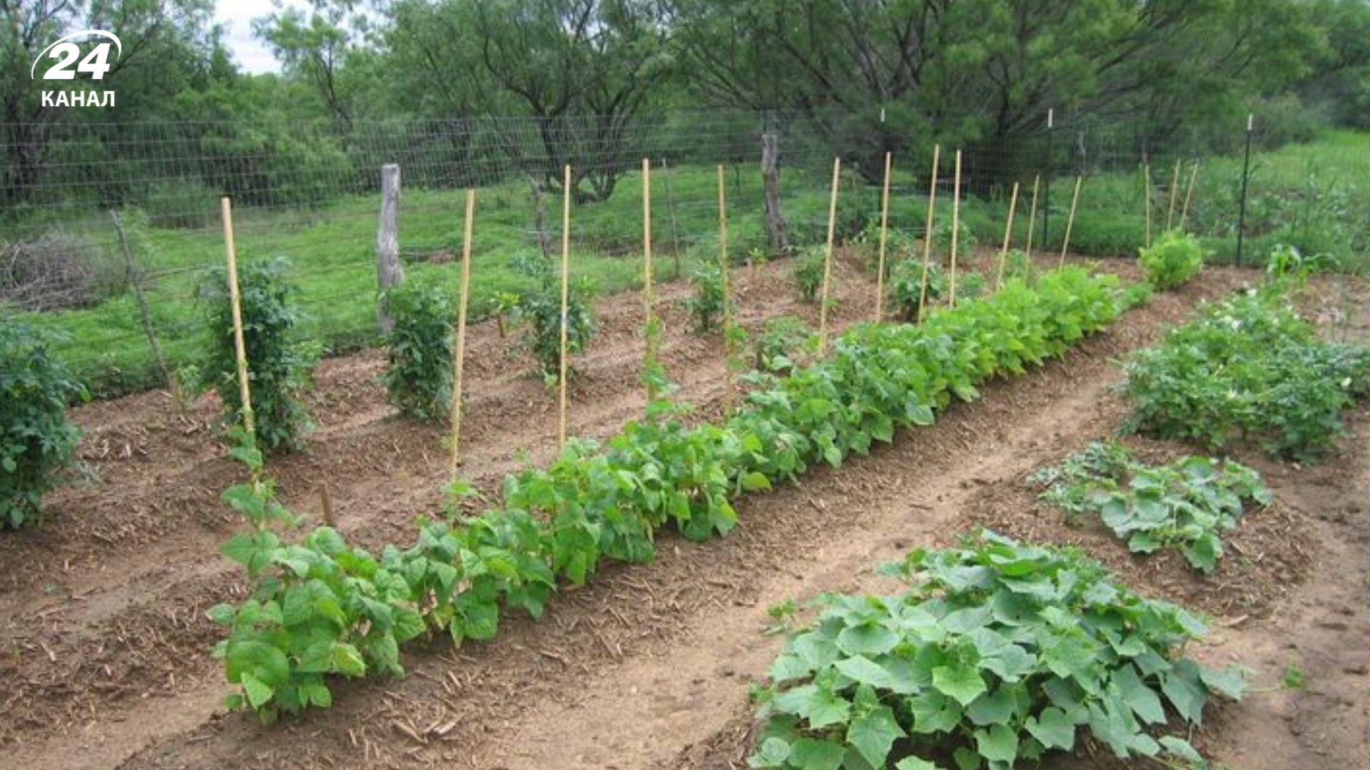 Відстань впливає на врожайність овочів