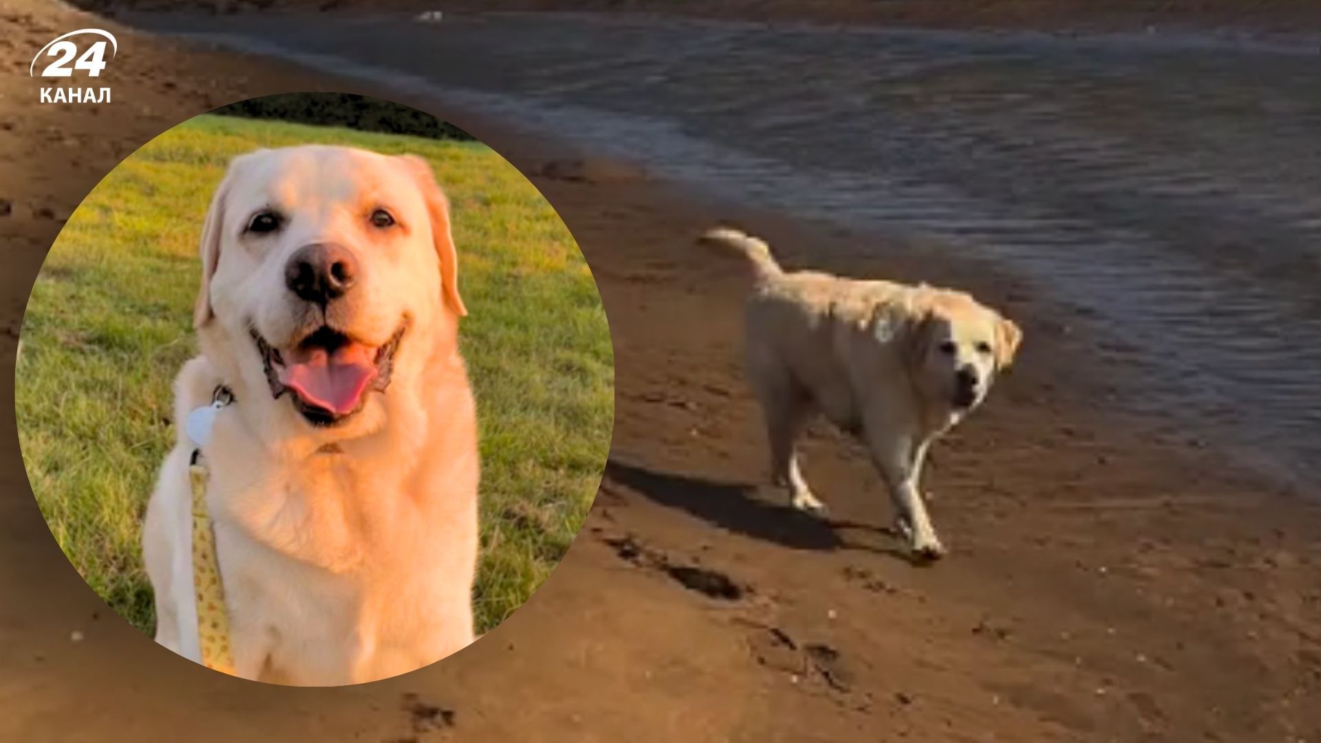 Історія лабрадора Оскара, якого забрали з притулку в 11 років Історія лабрадора Оскара, якого забрали з притулку в 11 років