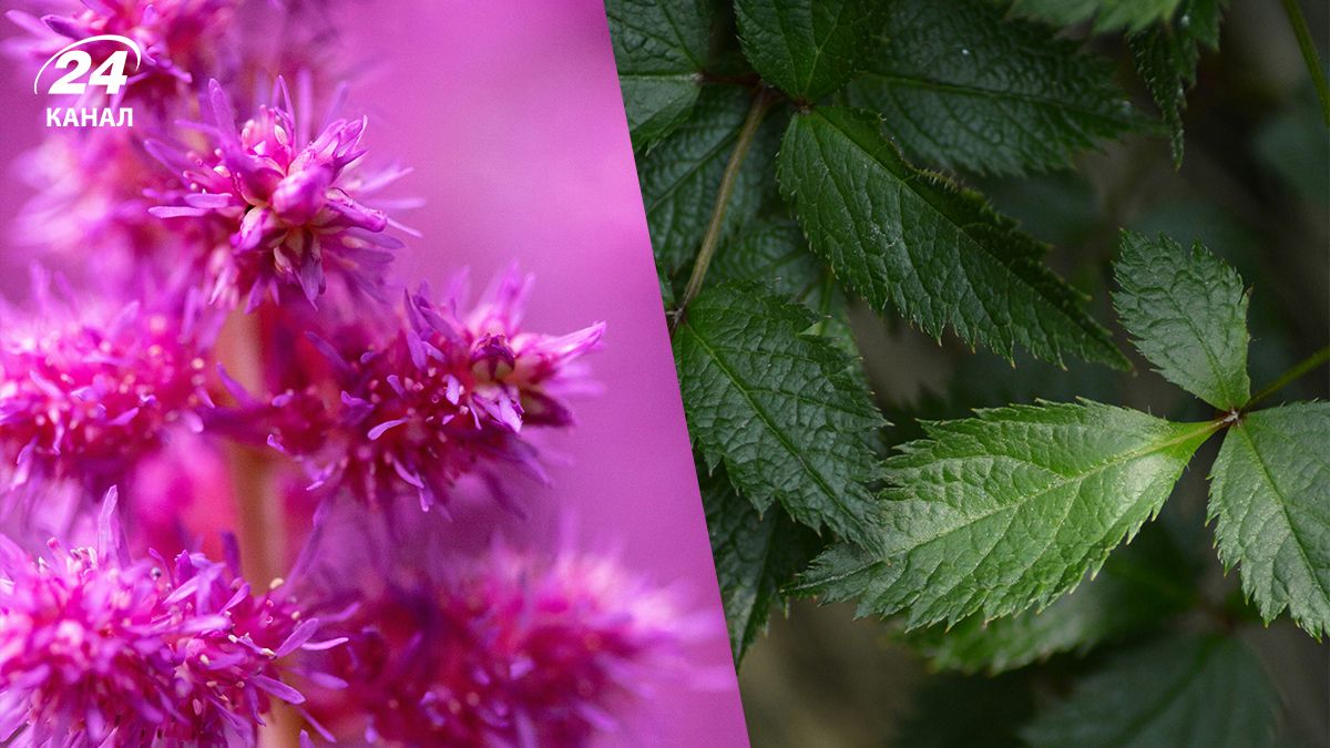 Що посадити в тіні за будинком та вздовж паркану