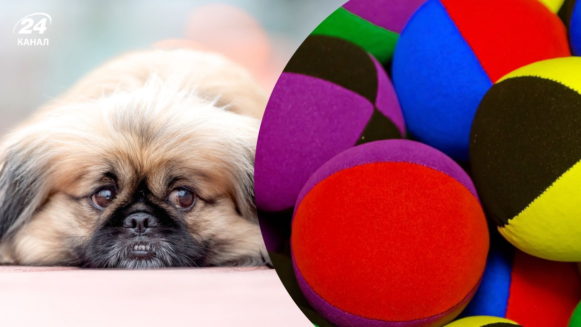 Як боротися з нудьгою у собак