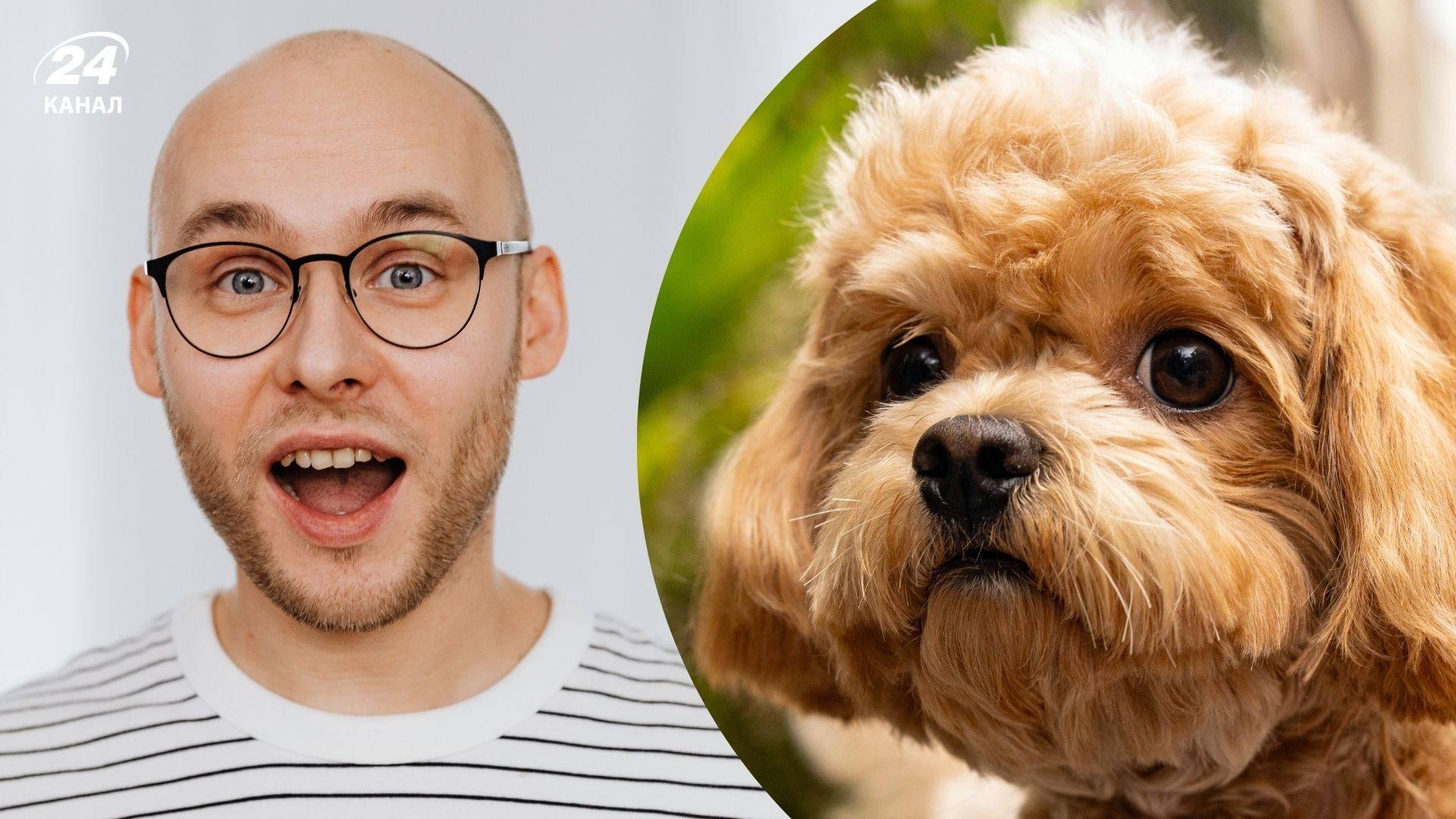 Чем особенны кавапу и почему их выбирают семьи