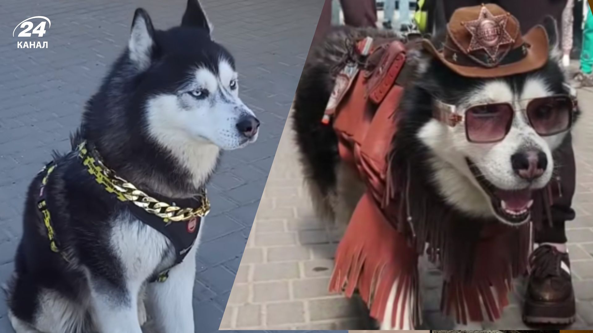 Пес Джек Пес Джек