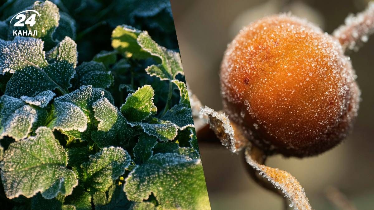 Заморозки в Украине Заморозки в Украине