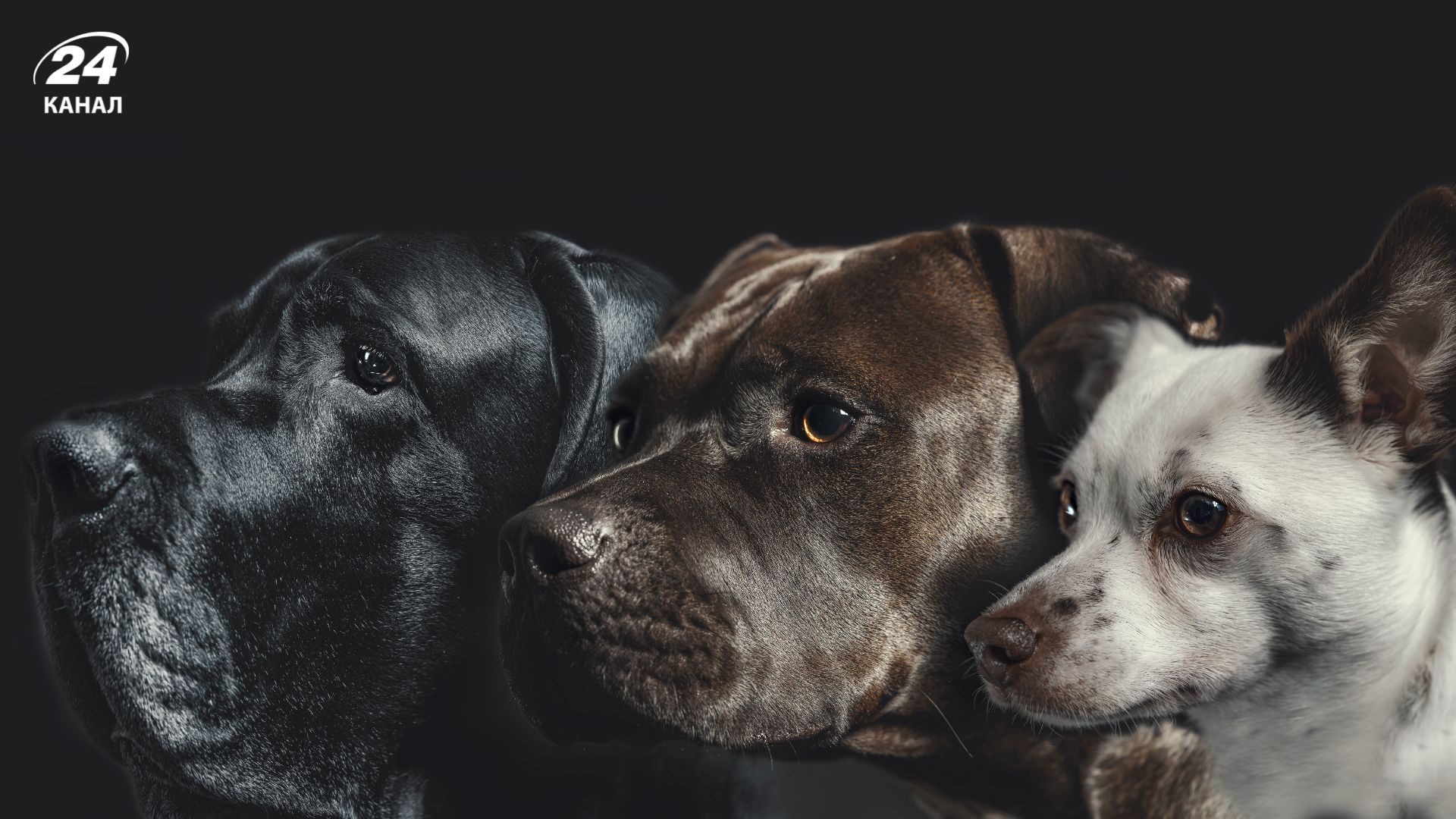 Якого собаку обрати для дітей Якого собаку обрати для дітей