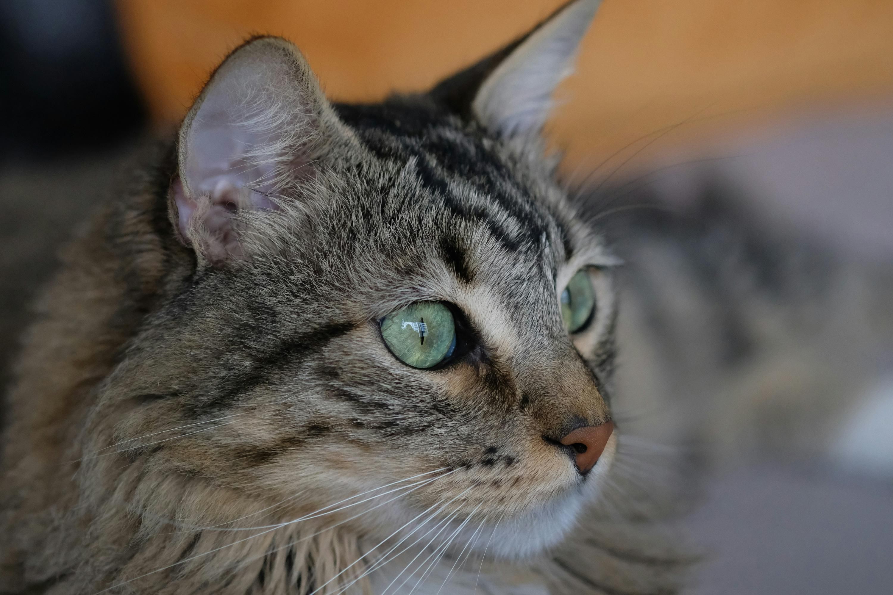 Найпопулярніші породи котів в Україні