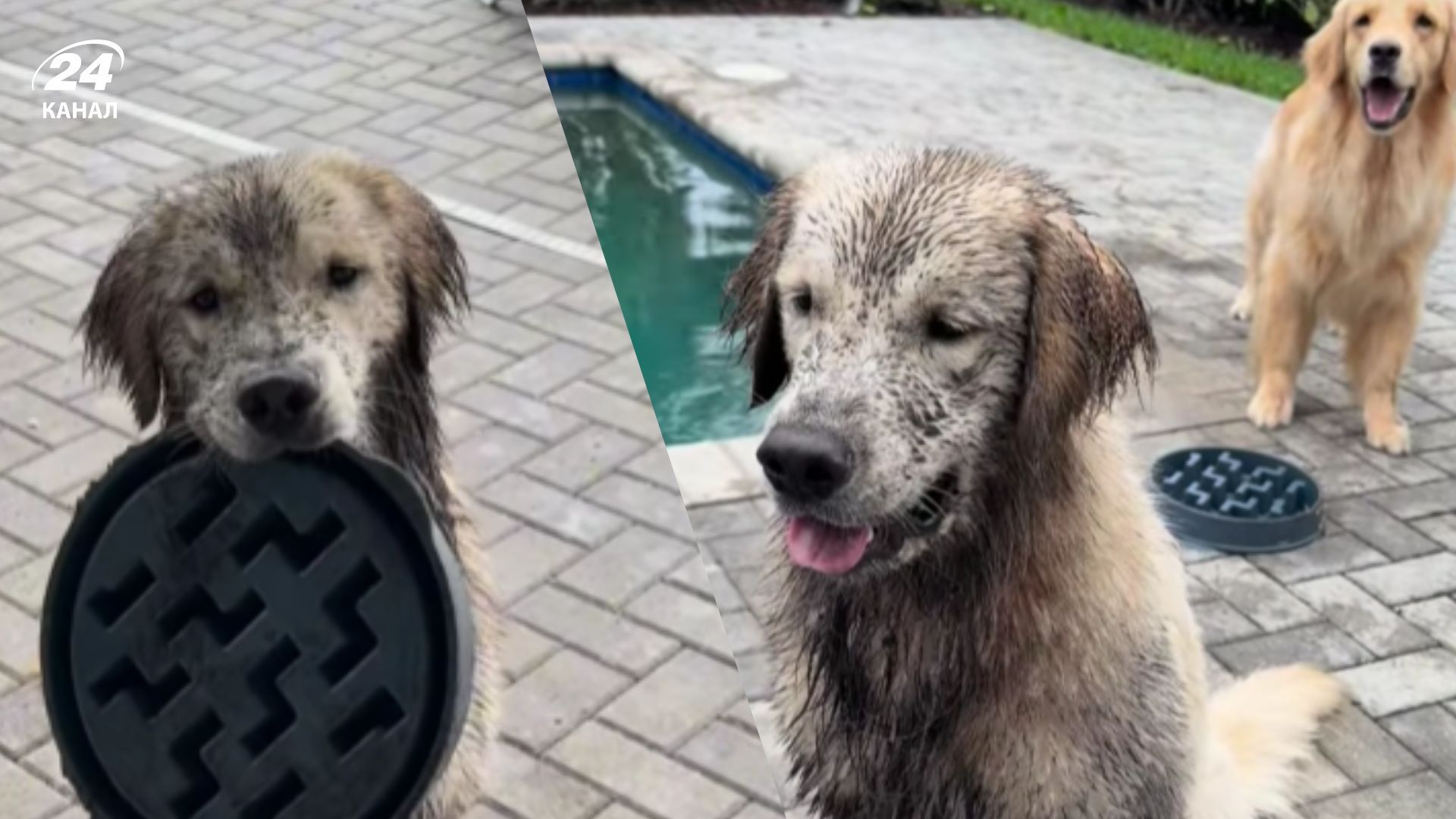 Власниця залишила свого золотистого ретривера без нагляду Власниця залишила свого золотистого ретривера без нагляду