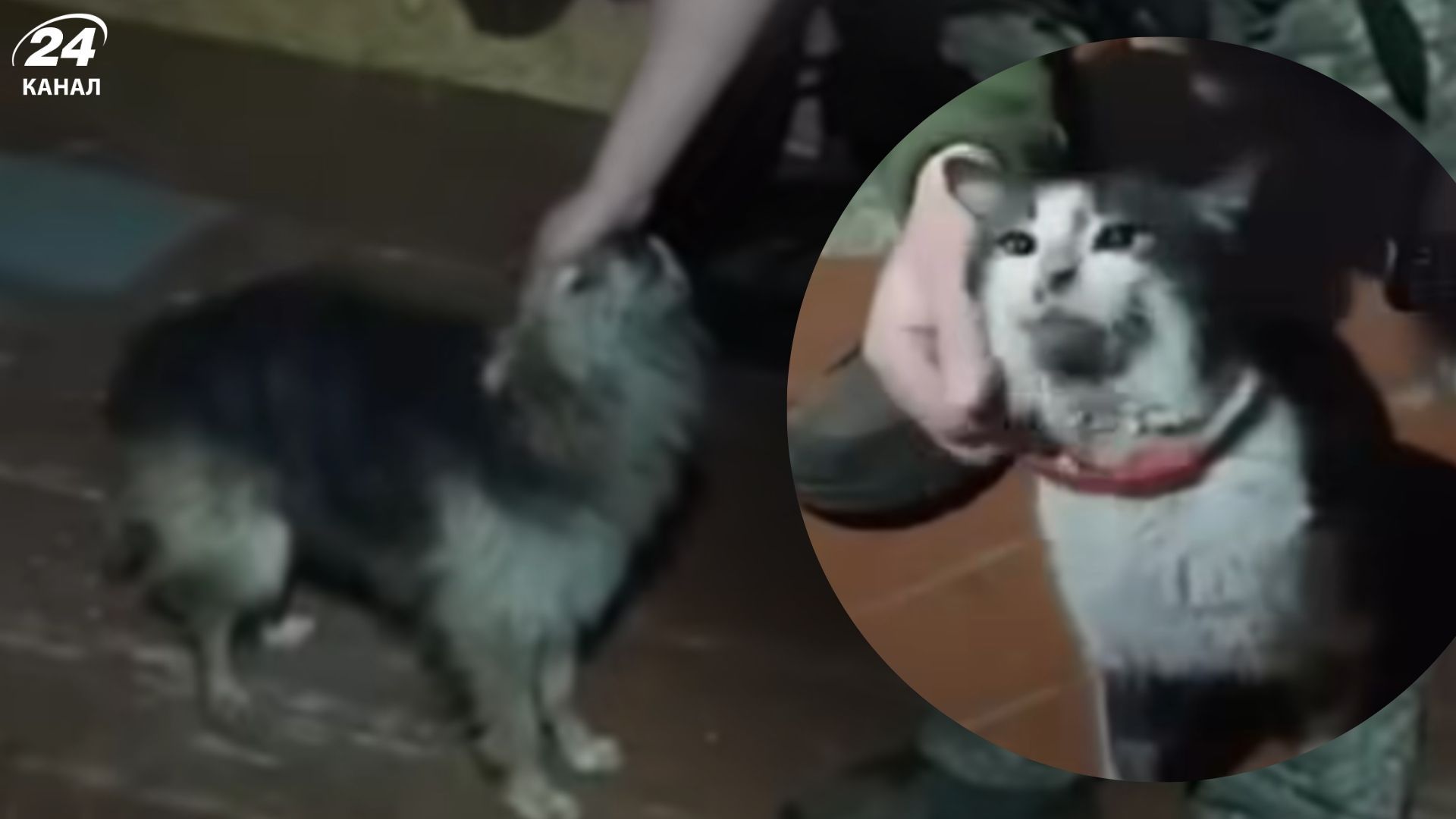 Військові дроном врятували кота й собаку з позиції