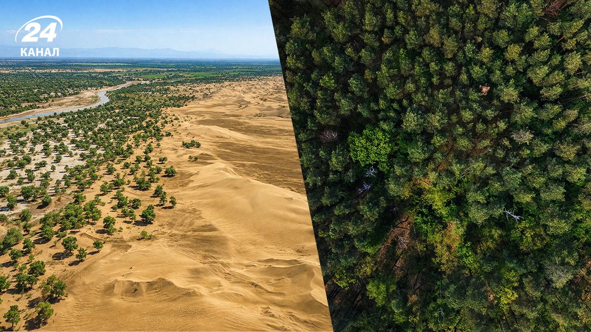 Китай активно засаживает пустыню Такла-Макан деревьями - какая цель Китай активно засаживает пустыню Такла-Макан деревьями - какая цель