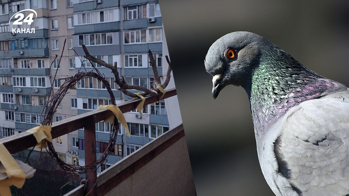 Жінка вигнала голубів з балкону завдяки пораді ШІ