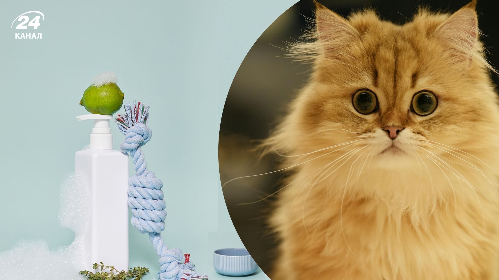 Що потрібно купити коту з першого дня