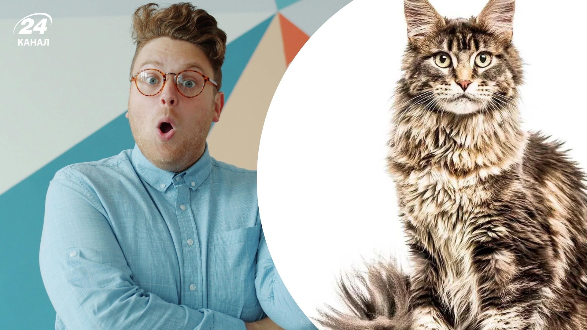 Чому мейн-куни такі популярні Чому мейн-куни такі популярні