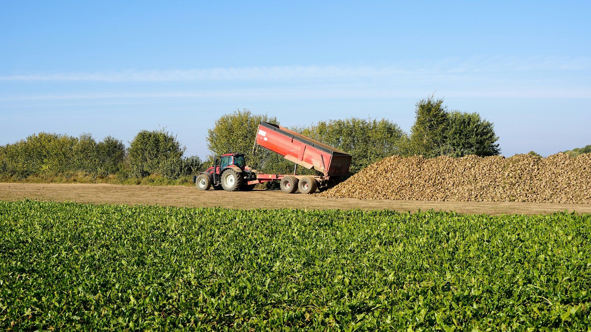 Виробництво цукрового буряка