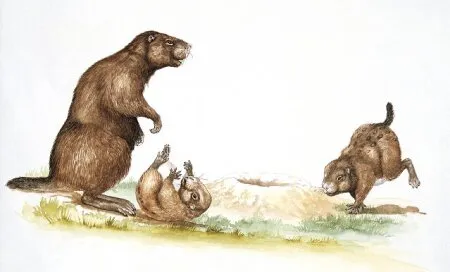 Палеокастор бобры чем особенные бобры 