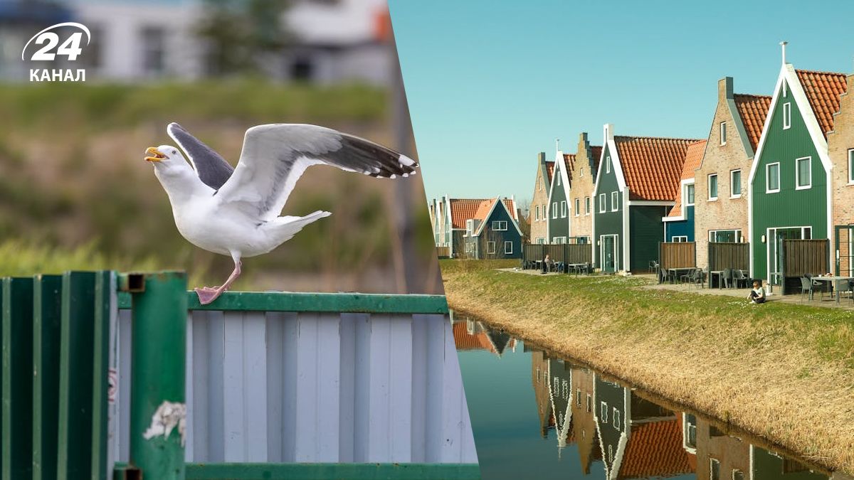 В городе в Нидерландах запретили кормить мартынов В городе в Нидерландах запретили кормить мартынов