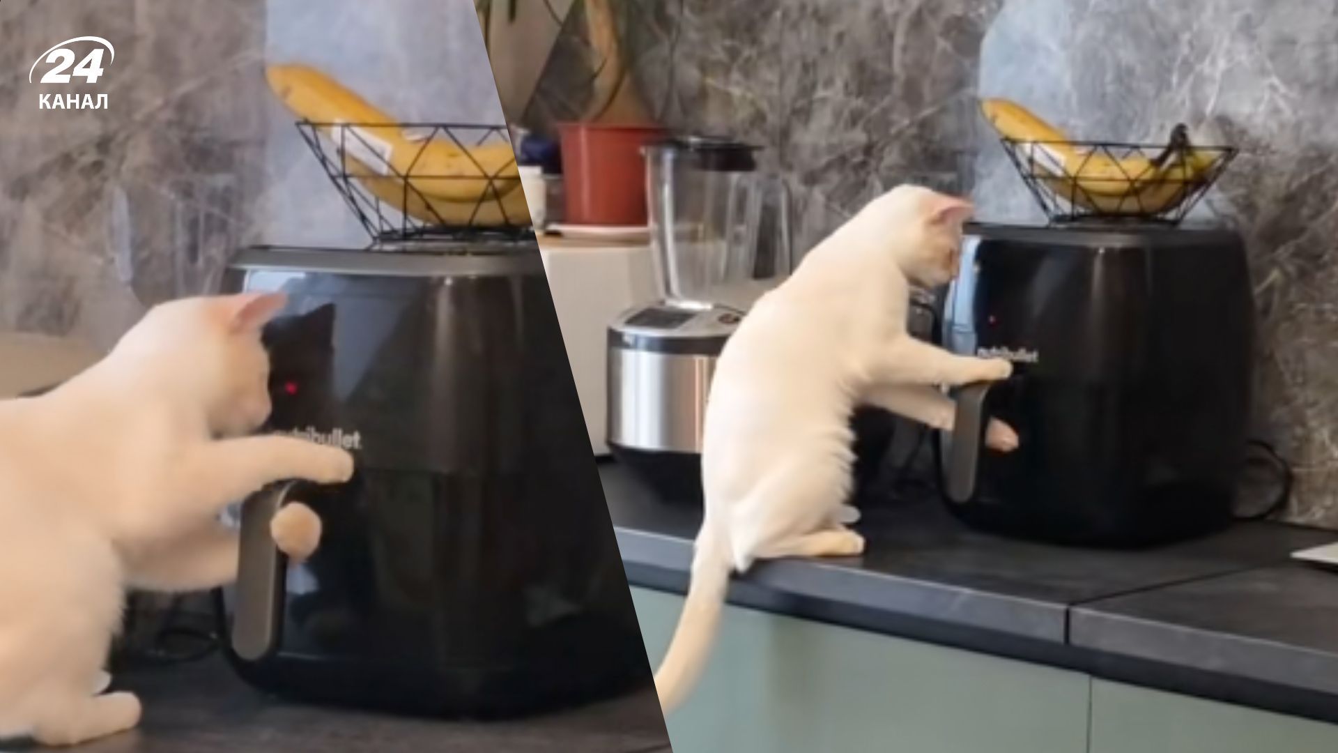 Котик намагався відкрити аерогриль