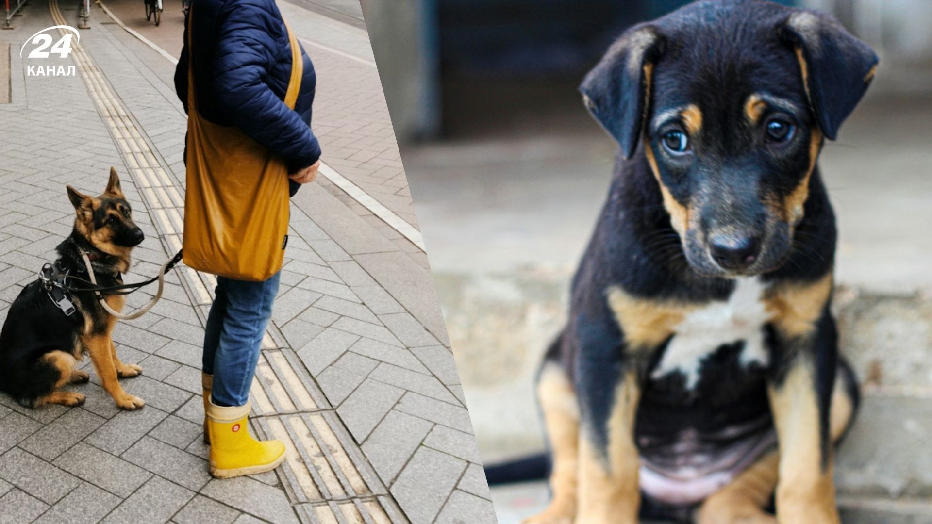 Кінологи назвали 4 ознаки пригніченого стану собаки