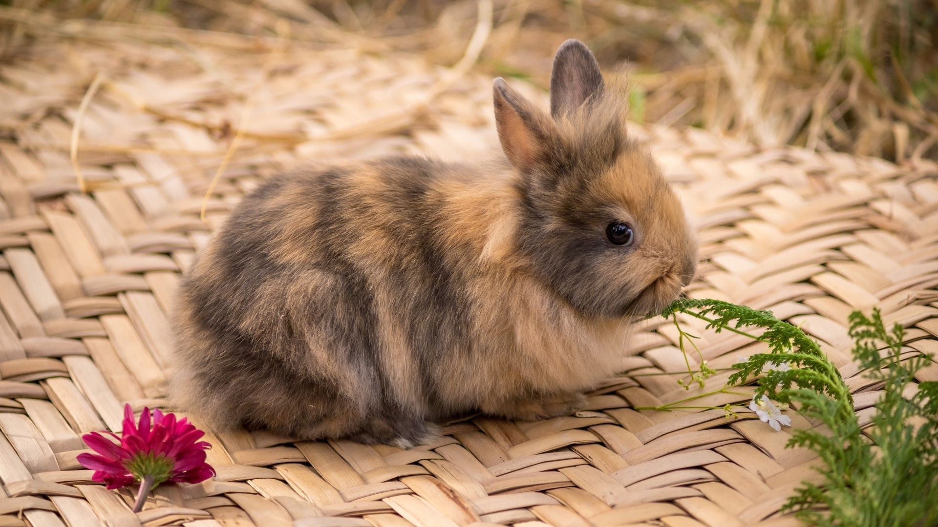 Что нужно знать перед покупкой кролика
