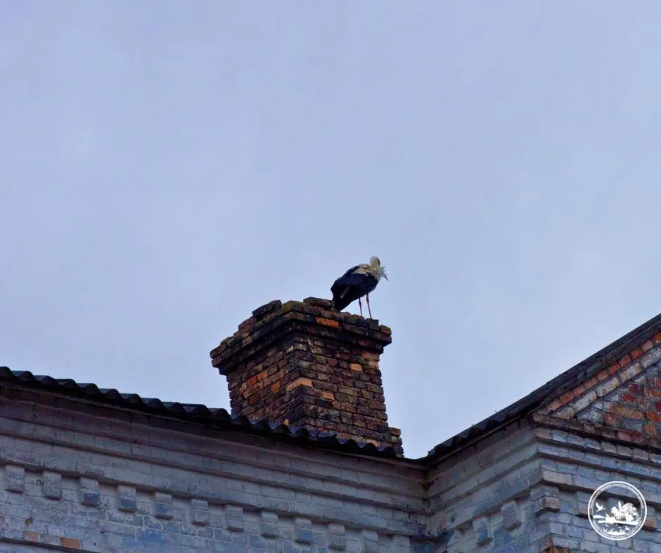 Аисты в Чернобыле Аисты в Чернобыле