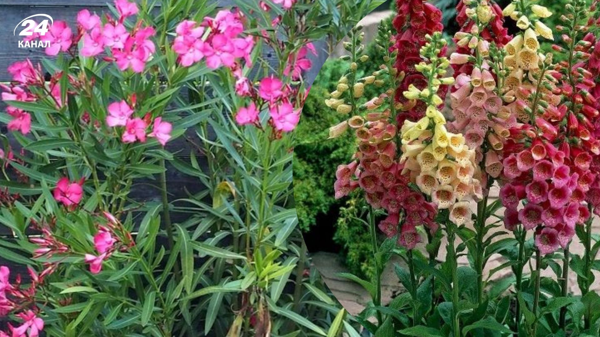 Некоторые красивые внешне растения могут скрывать опасность Некоторые красивые внешне растения могут скрывать опасность