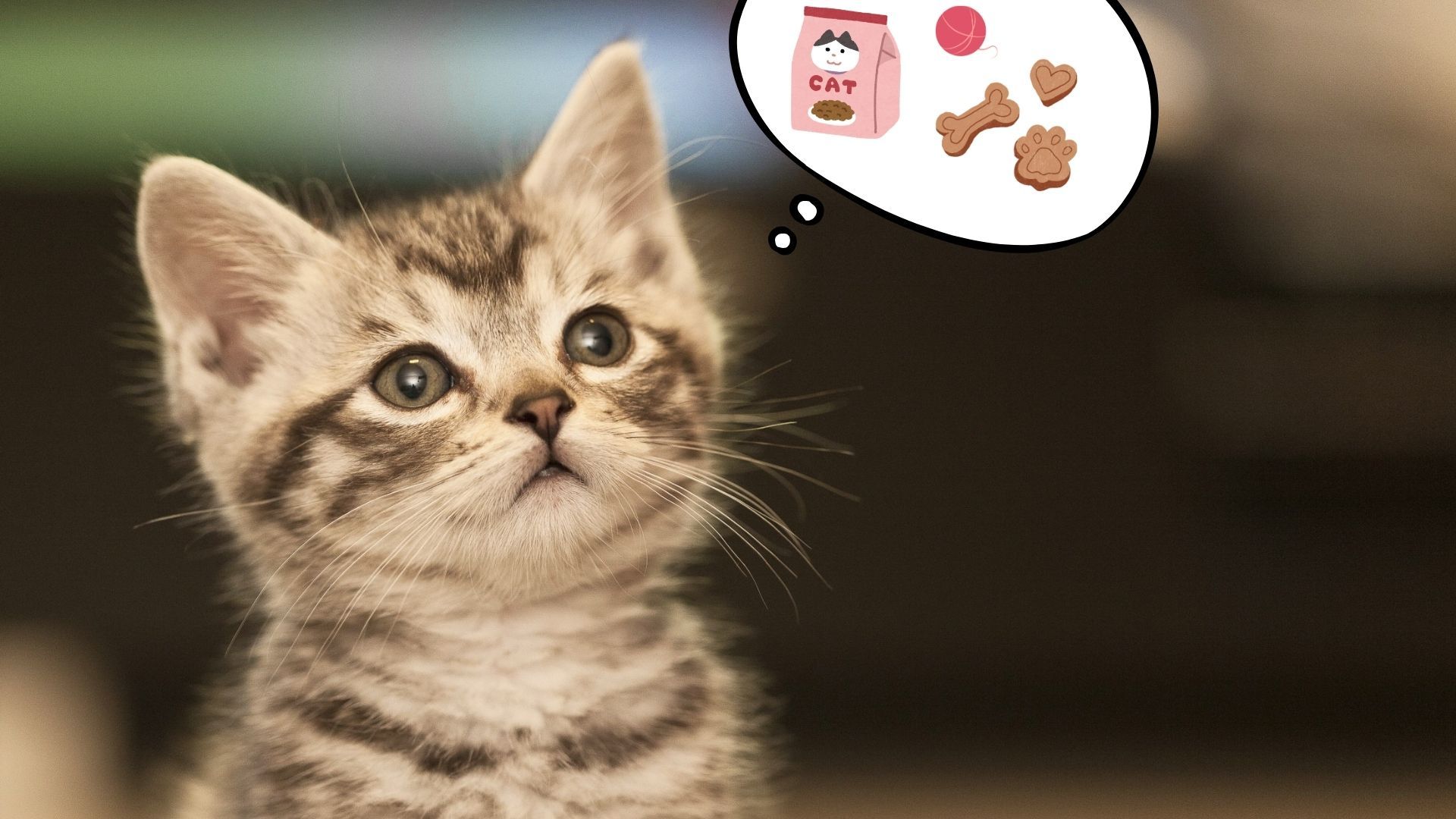 Ветеринар объяснила, о чем думают коты ежедневно Ветеринар объяснила, о чем думают коты ежедневно