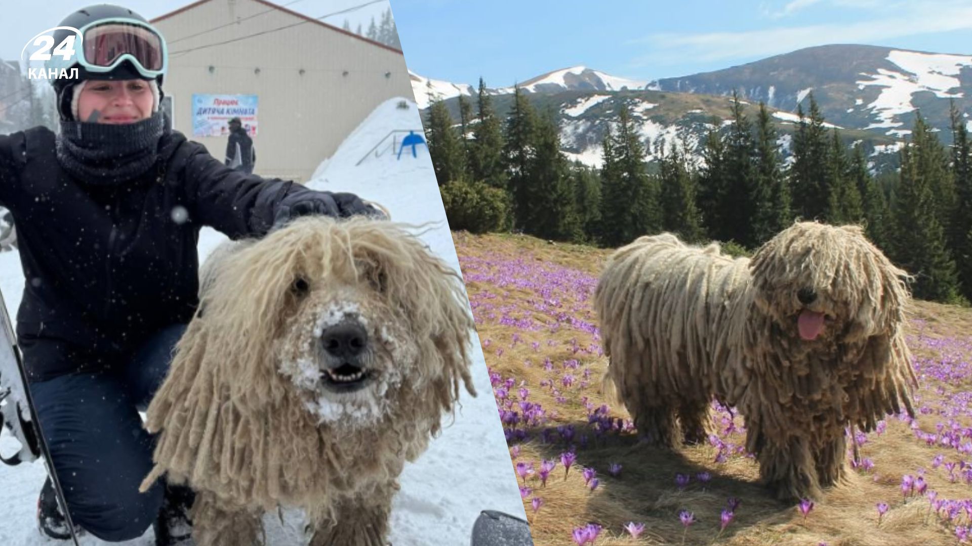 Песи Сікро на Драгобраті Песи Сікро на Драгобраті